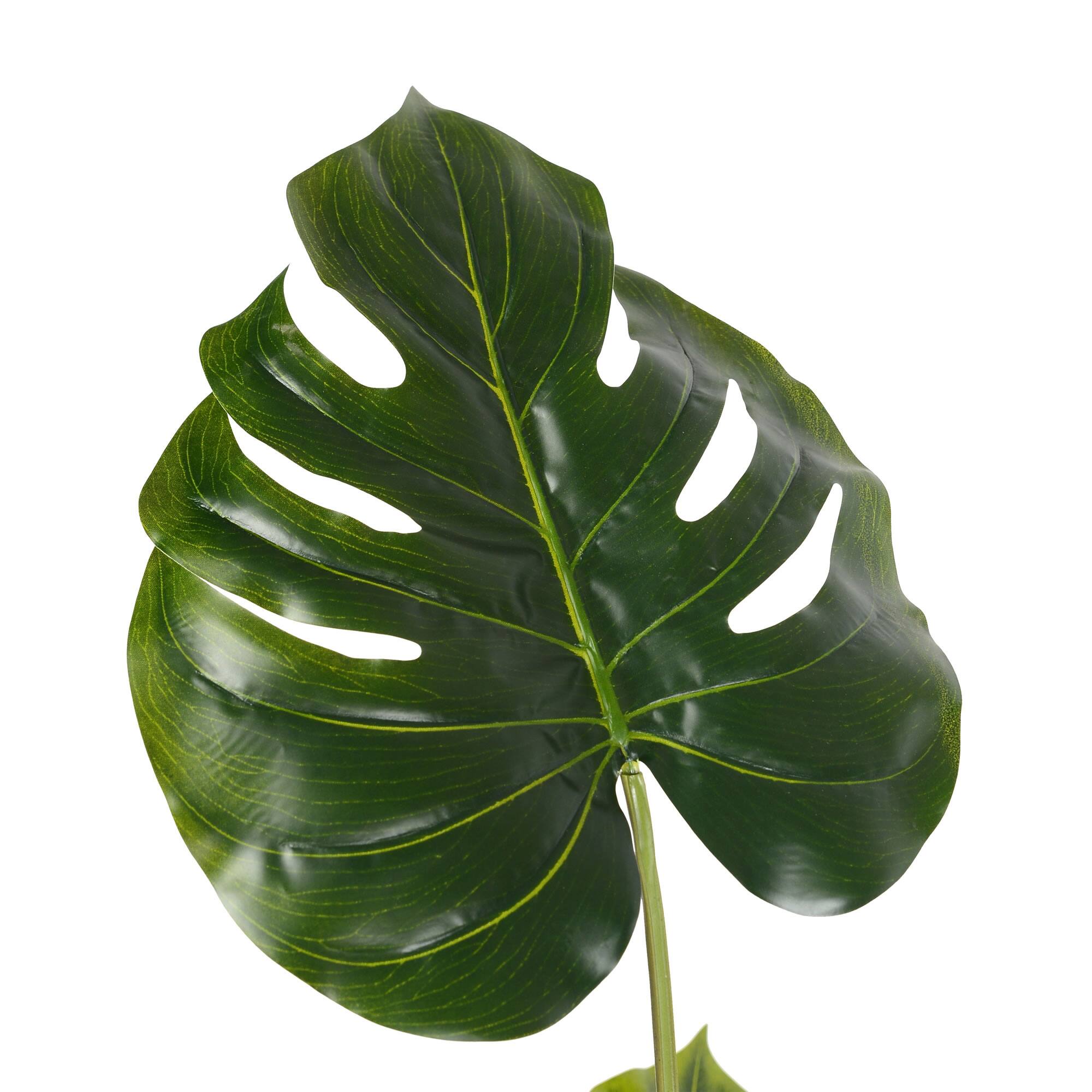 4.5ft. Potted Grand Split Philodendron Tree